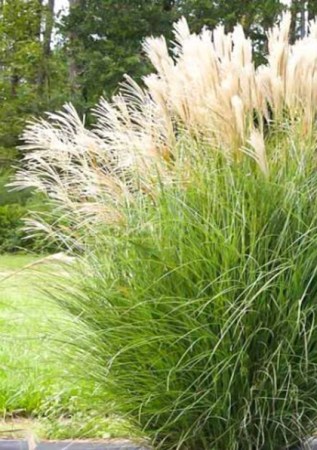 Miscanthus sinensis Gnom